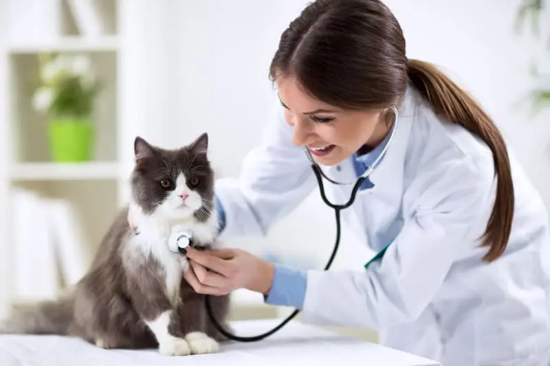 دامپزشک در حال معاینه برای تشخیص علت دیده شدن خون در ادرار گربه