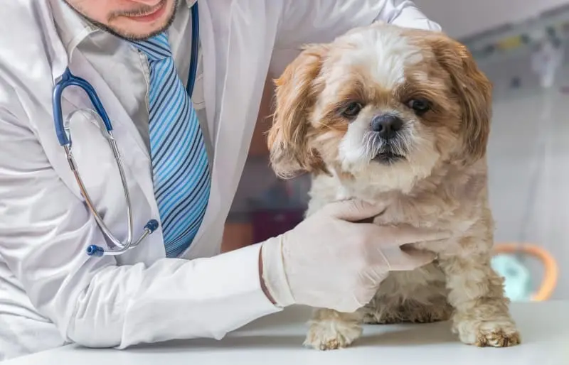 دامپزشک در حال معاینه شکم برای تشخیص علت استفراغ سگ