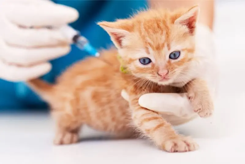 با بردن گربه به دامپزشکی، واکسیناسیونش رو تکمیل کنین.