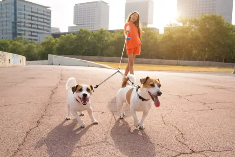 افزایش تحرک و پیاده روی برای کمک به درمان یبوست سگ