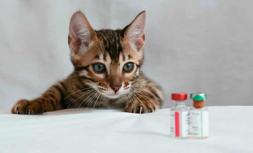 با بردن گربه به دامپزشکی، برای تشخیص دقیق ازش ازمایش خون گرفته میشه.