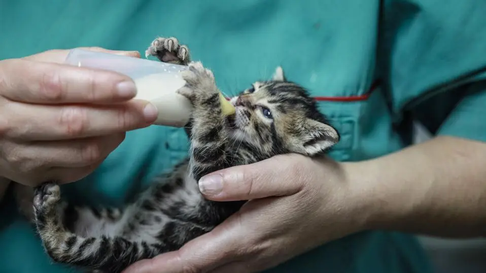 بچه گربه در حال شیر خوردن
