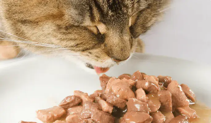 خوردن غذای مرطوب برای کمک به درمان یبوست گربه