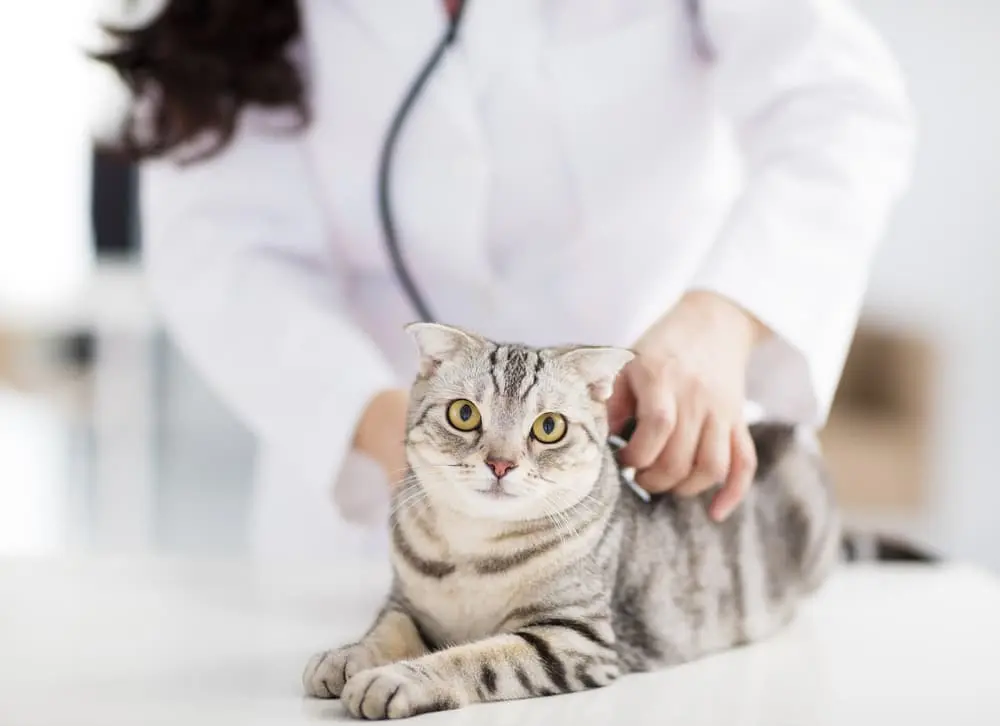 درمان یبوست گربه
