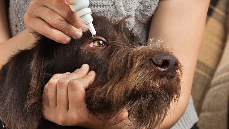 ریختن قطره در چشم سگ برای درمان التهاب چشم