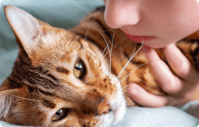یبوست در گربه ناشی از بیماری
