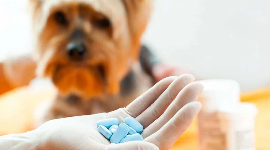آنتی بیوتیک برای درمان اسهال سگ