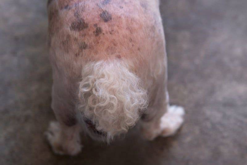قارچ پوستی سگ