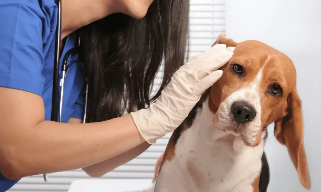 تشخیص عفونت گوش سگ توسط دامپزشک