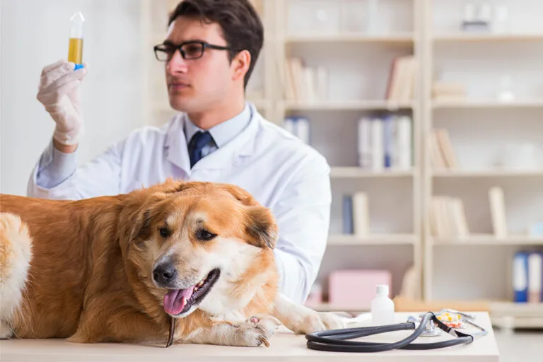 معاینه دامپزشک برای تشخیص مشکلات ادراری سگها