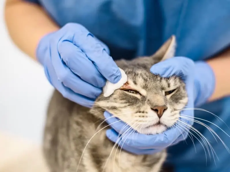 درمان موضعی گربه مبتلا به عفونت قارچی