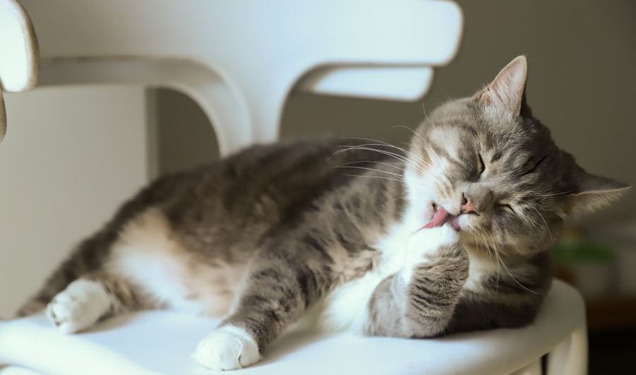 لیسیدن گربه ها میتونه منشا ش استرس باشه.