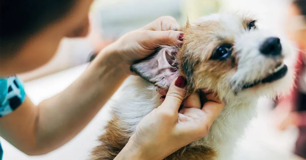 پیشگیری از ابتلا به قارچ پوستی سگ