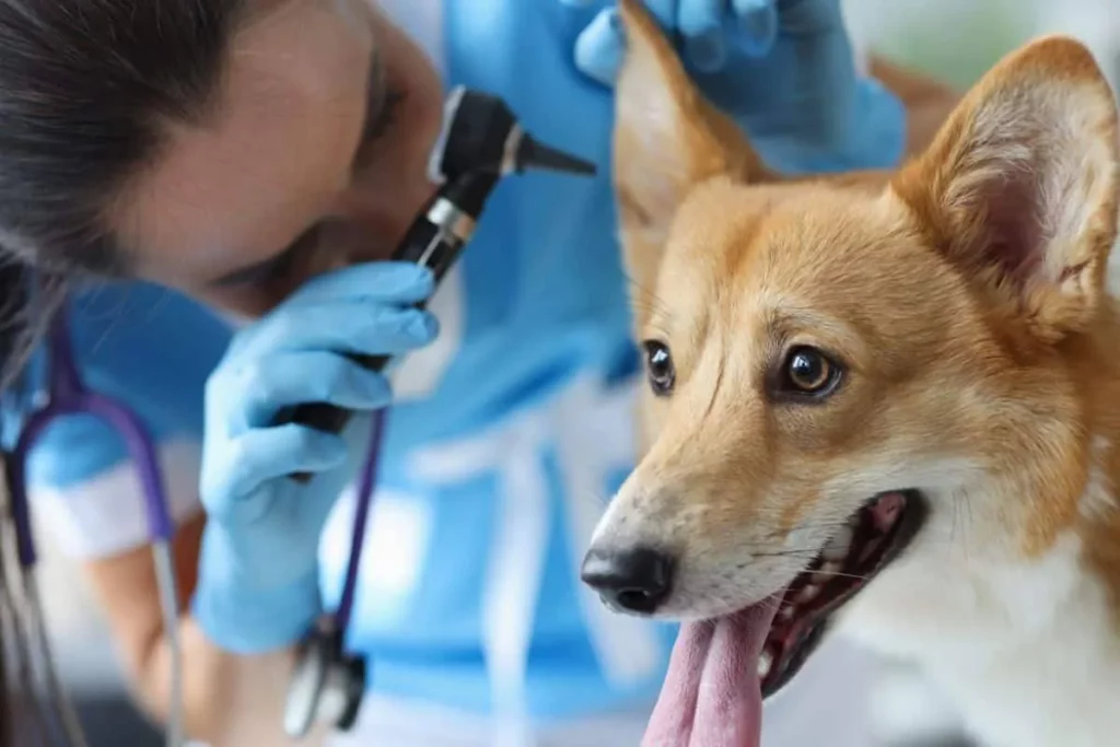 درمان قارچ پوستی سگ
