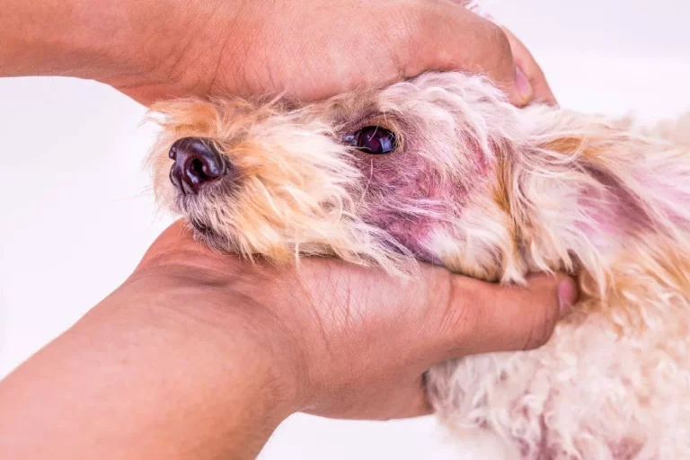 قارچ پوستی در سگ