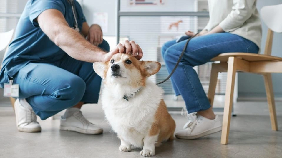 اختلالات عصبی سگها میتونه علائم زیادی داشته باشه.