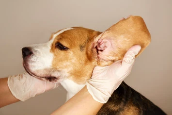 پیشگیری از عفونت گوش سگ