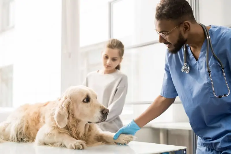 تشخیص دامپزشک برای درمان کم خونی سگ