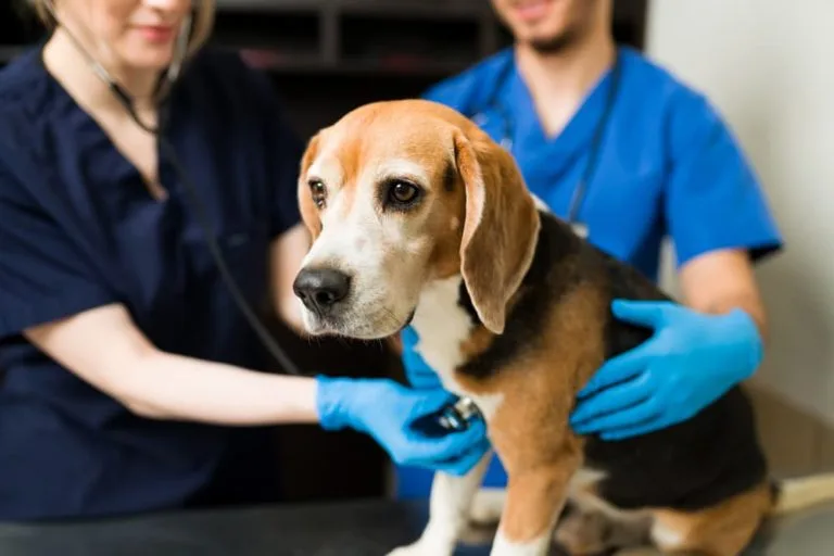معاینه سگ مبتلا به عفونت کلیه
