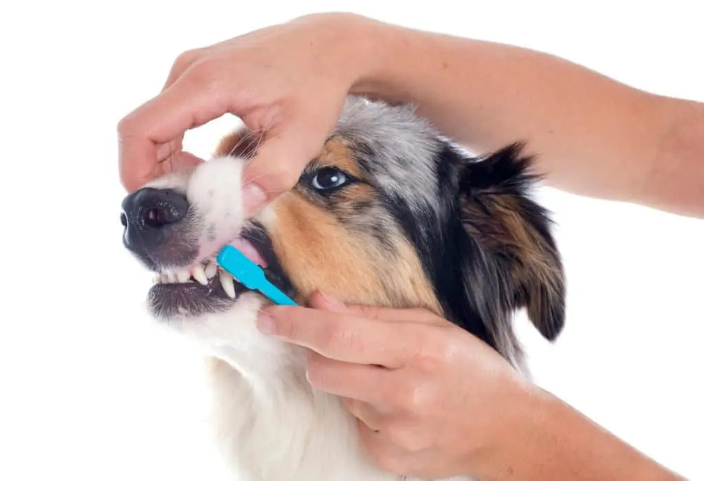 مسواک زدن دندان سگ