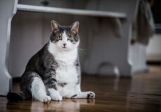 رژیم غذایی گربه چاق,کاهش وزن گربه