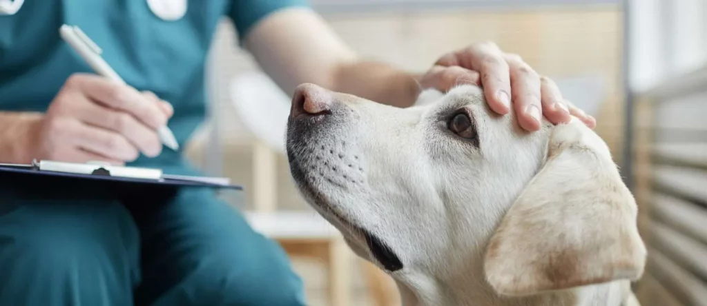 تشخیص آلرژی فصلی در سگ ها