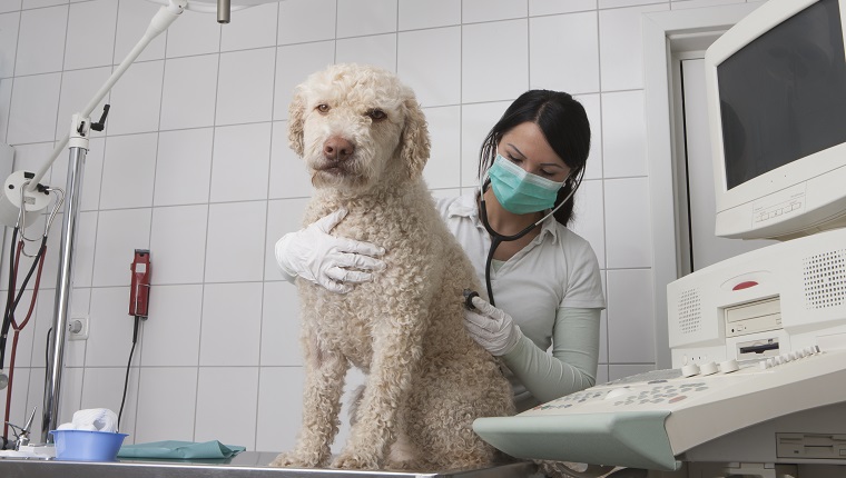 درمان مشکلات تنفسی سگ ها