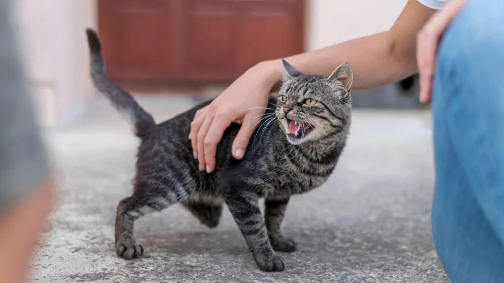 برای کاهش اضطراب گربه تون، باهاش با ملایمت رفتار کنین.