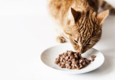 رژیم غذایی گربه بیمار کلیوی