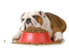 رژیم غذایی سگ چاق