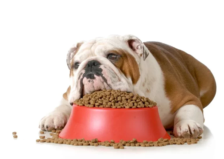 رژیم غذایی سگ چاق