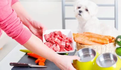 رژیم غذایی سگ بیمار قلبی