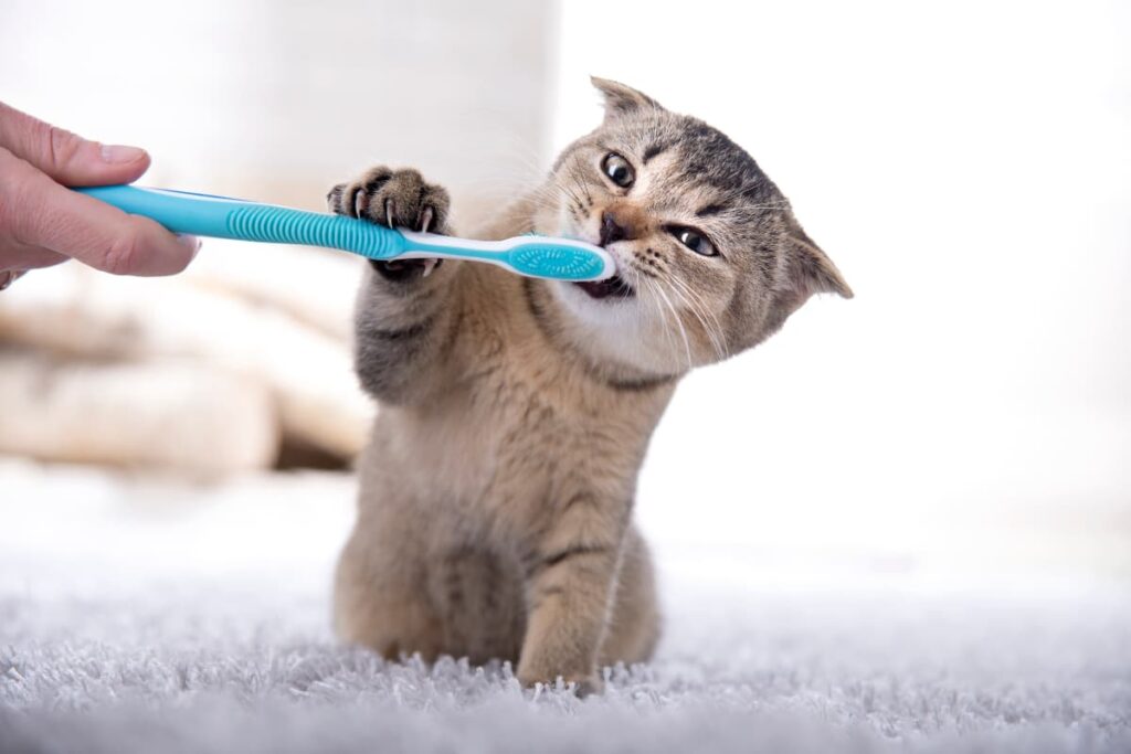 مسواک زدن دندان گربه
