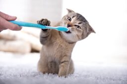 مسواک زدن دندان گربه