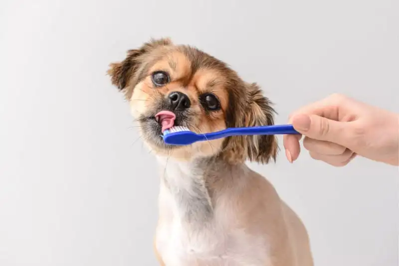 مسواک زدن دندان سگ