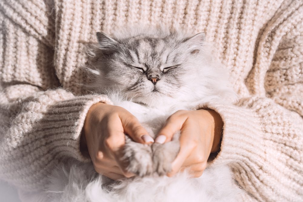 برای کاهش اضطراب گربه تون سعی کنین آرومش کنین.