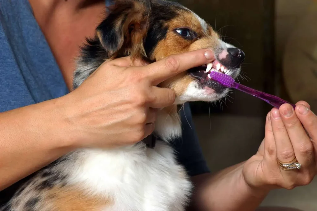 مسواک زدن دندان سگ چجوری انجام میشه؟