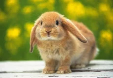 نژاد خرگوش لوپ
