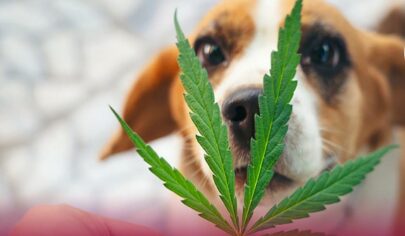 مسمومیت سگ با مواد مخدر