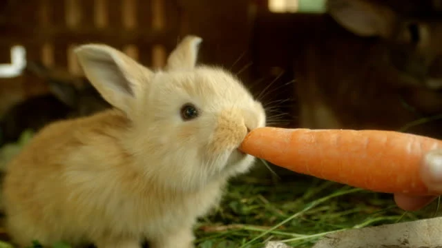 زبان بدن خرگوش ها رو چجوری میشه فهمید؟