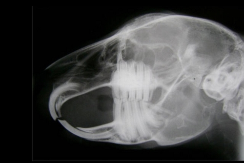رادیوگرافی برای درمان آبریزش بینی خرگوش