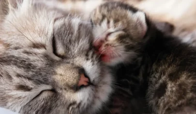 بارداری گربه ها چقدر طول میکشه؟