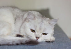 henry-diaphragmatic-in-cats