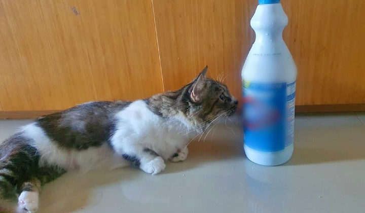 خطرات خانه تکانی برای گربه
