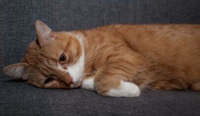 درمان اسهال خونی گربه